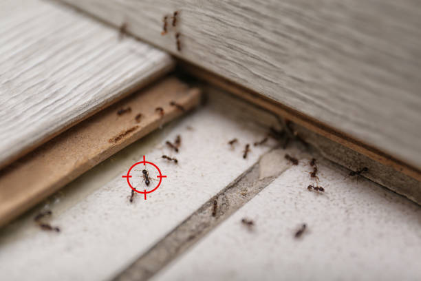 Pest Control Cost in Monticello, KY