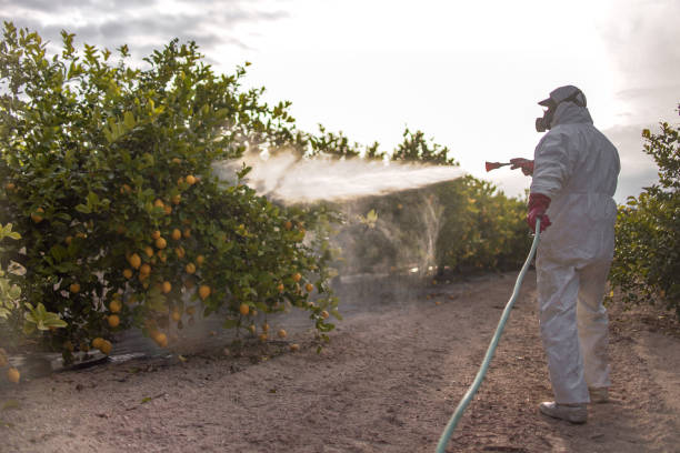 Best Pest Removal Services  in Monticello, KY